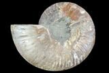 Agatized Ammonite Fossil (Half) - Madagascar #88253-1